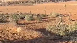 This is how the olive trees that the Israeli Army cut down in the West Bank this Sunday look like.
